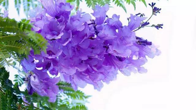 形容紫色花的优雅诗句