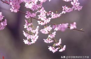 5月爱情樱花诗词 赞美樱花的诗词
